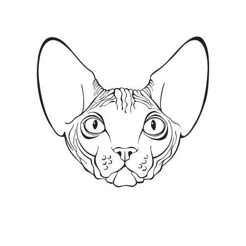 Sphynx katze. Vektor Sphinxkatze, hübsches Gesicht auf weißem