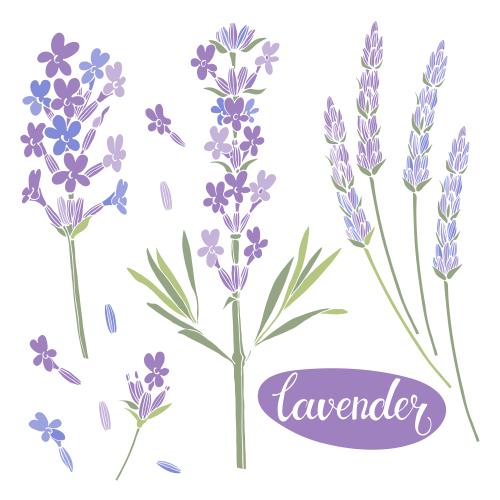 Lavendel. Vektor Lavendel verschiedene farbige Silhouetten auf weißm