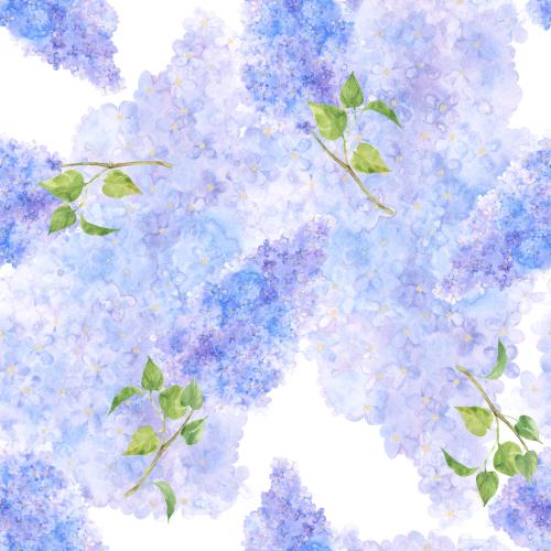 Flieder. Vektor Aquarell-Lilie auf weißem