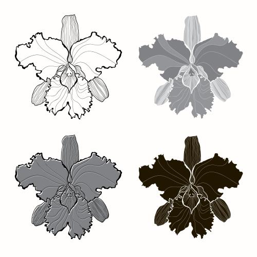 Vektorgrafik blume der orchidee auf weißem, vier verschiedene varianten