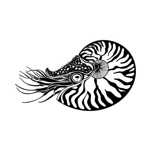 Nautilus. Vektor nautilus auf weissem