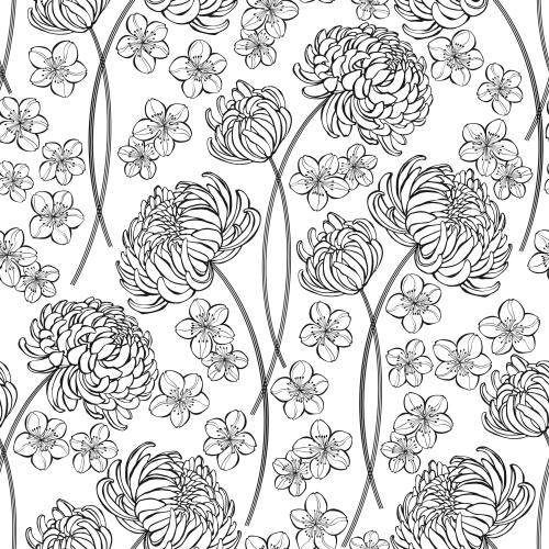 Chrysantheme. Vektor Chrysanthemum und Sakura-Blüten auf weißem