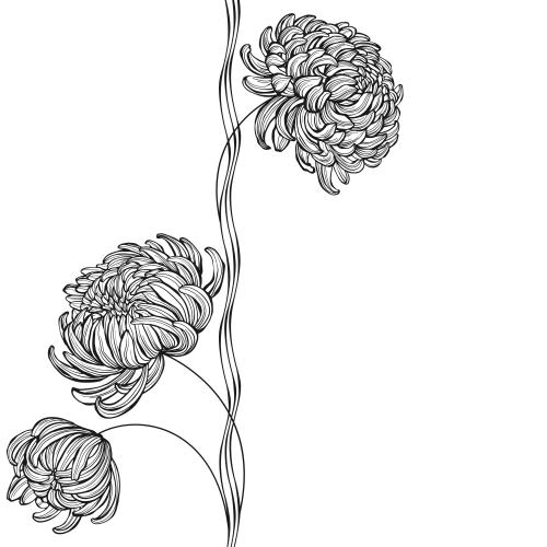 Chrysantheme. Vektor Chrysanthemen, Wellenlinien, Platz für Text auf weiß