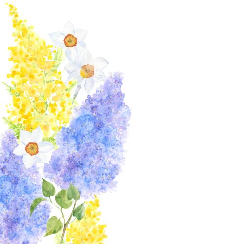 Flieder. Vektor Aquarell-Lilien Mimosen Narzissen Platz fuer Text auf weissem