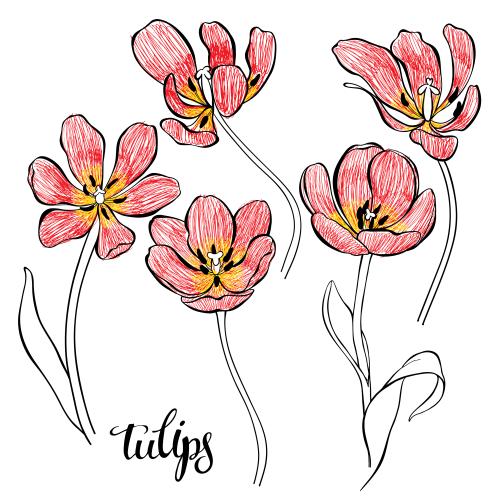 Tulpe. Vektor tulpen auf weissem