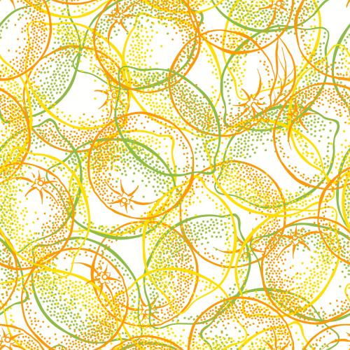 Zitrusfrucht. Vektor Limonen, Limes und Apfelsinen auf weißem