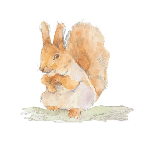 Vektorgrafik süßes eichhörnchen, aquarellskizze auf weißem