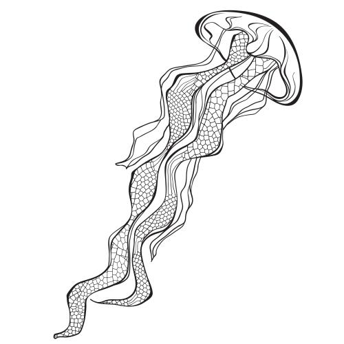 Qualle. Vektor meduse auf weissem