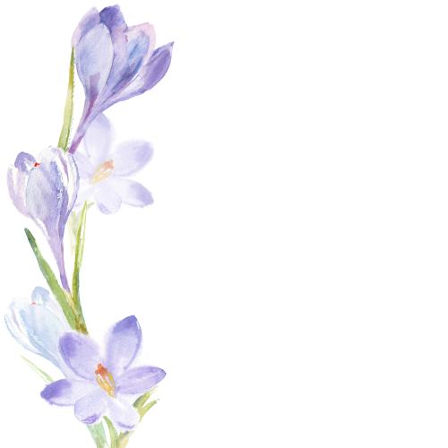 Rasterbild aquarellkrokusse, platz für text auf weißem