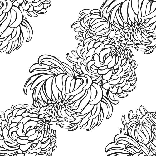 Chrysantheme. Vektor chrysanthemen schwarze Konturen auf weissm