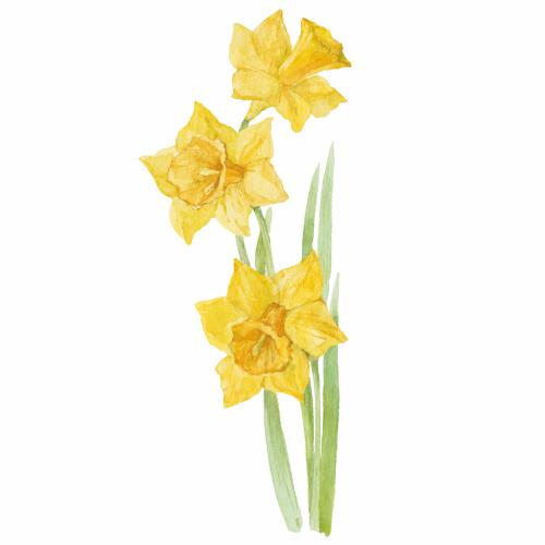 Narzisse. Vektor Blumenstrauß aus drei gelben Narzissen auf weißem