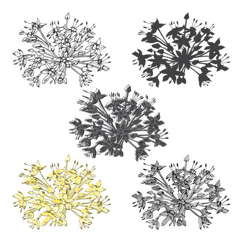 Vektorgrafik blütenstände von blumen, fünf varianten auf weißem