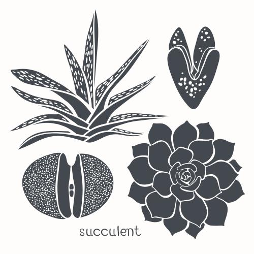 Sukkulente. Vektor silhouetten von Sukkulenten auf weißem, vier verschiedene Arten