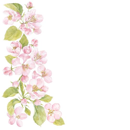 Rasterbild aquarellblumen und apfelbaumblätter, platz für text auf weißem