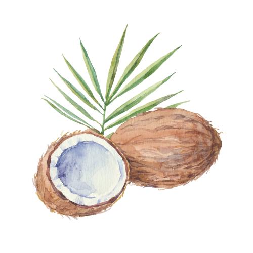 Frucht. Vektor Kokos, ganzer, Hälfte und Blatt auf weißem