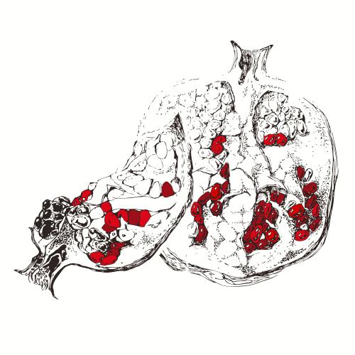 Granatapfel. Vektor Granatapfel mit roten Kernen auf weißem, Sketch