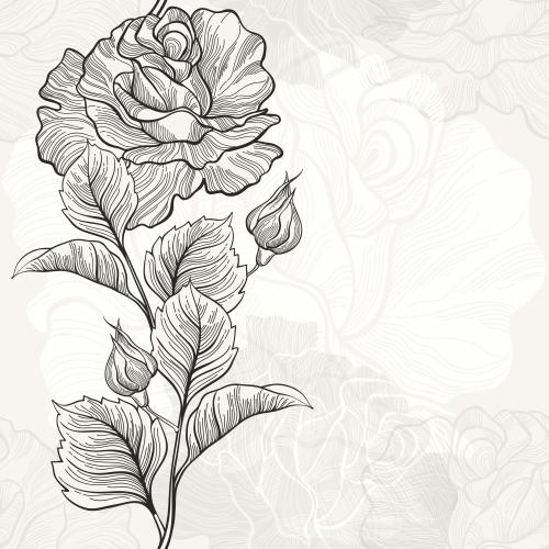 Rose. Vektor Rosen, Konturen und Silhouetten auf hellem