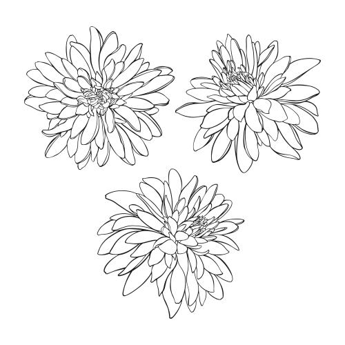 Rudbeckie. Vektor Rudbeckie, drei Varianten auf weißem