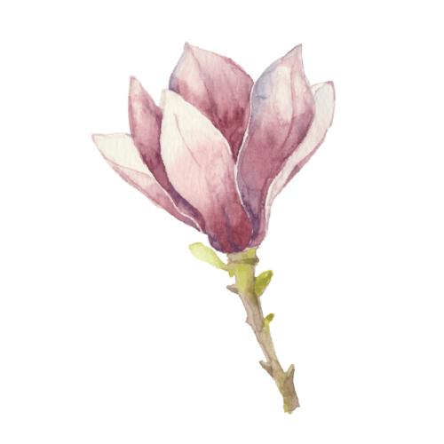 Magnolie. Vektor rosa Magnolienblume auf weißem