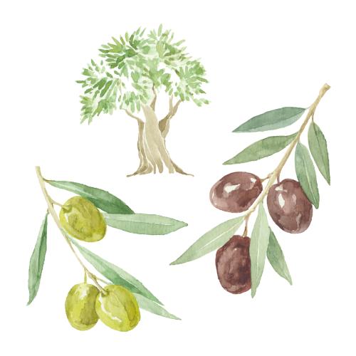 Olivenöl. Vektor Olivenbaum, zwei Zweige mit Früchten auf weißem
