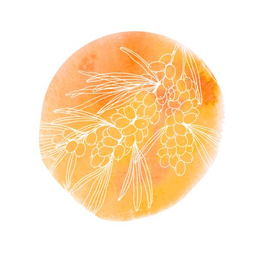 Sanddorn. Vektor hagebutte Zweig Mit Beeren Auf Einem Kreisförmigen Orangenen Aquarellfragment