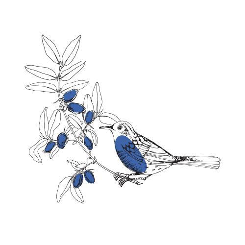 Heckenkirsche. Vektor Vogel auf dem Philadelphus-Zweig