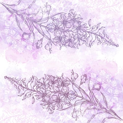Weidenröschen. Vektor Epilobium Ivanchai Konturen Und Silhouetten Auf Rosa Aquarell