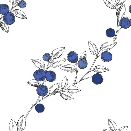Vektorgrafik blaukirschenäste mit beeren auf weißem hintergrund, diagonale komposition