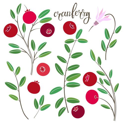 Kranbeere. Vektor kranbeeren verschiedene Elemente auf weißem