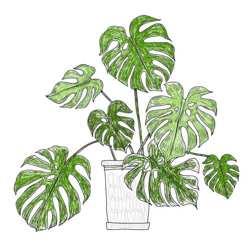 Monstera. Vektor Monstera im Topf auf weiß
