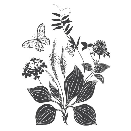Raps. Vektor Gänseblümchen, Klee, Feldblumen, Schmetterling, Komposition auf Weiß