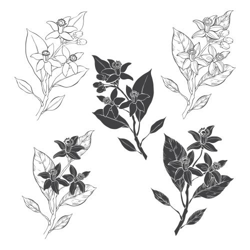 Neroli. Vektor Neroli-Blüten, fünf Varianten auf weißem
