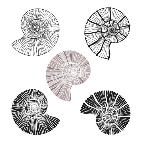 Vektorgrafik nautili, fünf varianten auf weißem