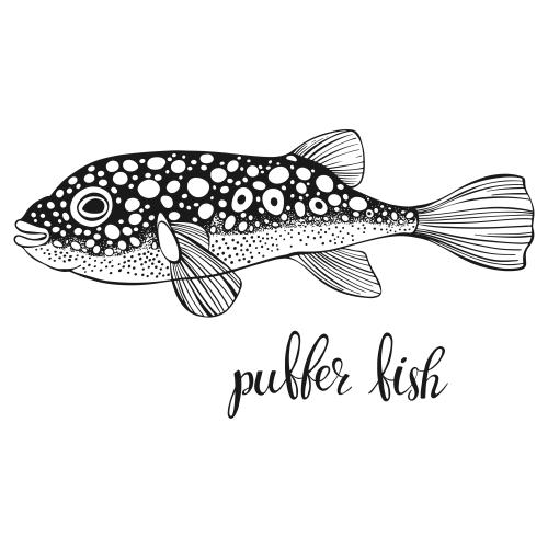 Vektorgrafik fisch fugu auf weißem